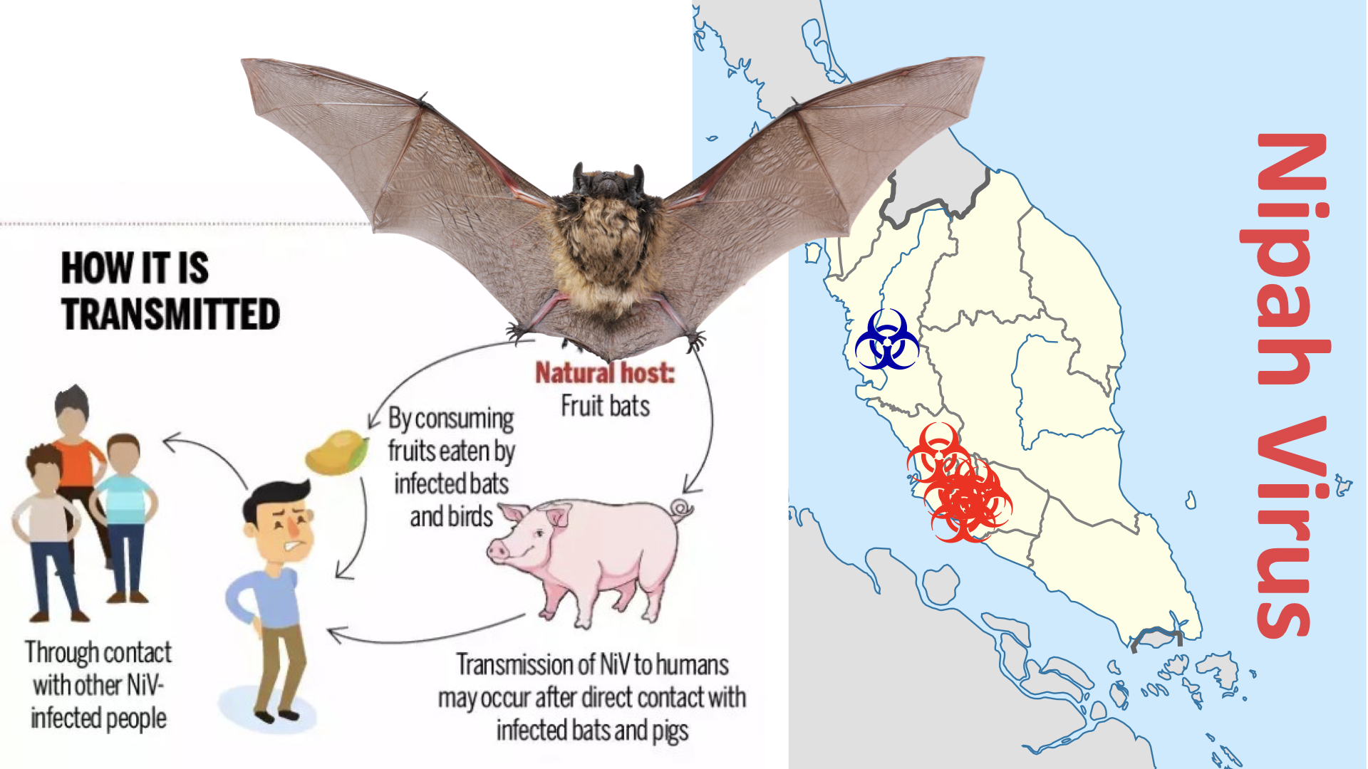 Nipah Virus upsc